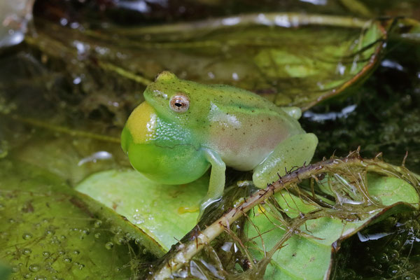 Water Lily Reed Frog (Hyperolius pusillus) calling male