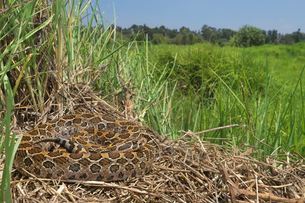 Mexican Lanceheaded Rattlesnake (Crotalus polystictus) in habitat.