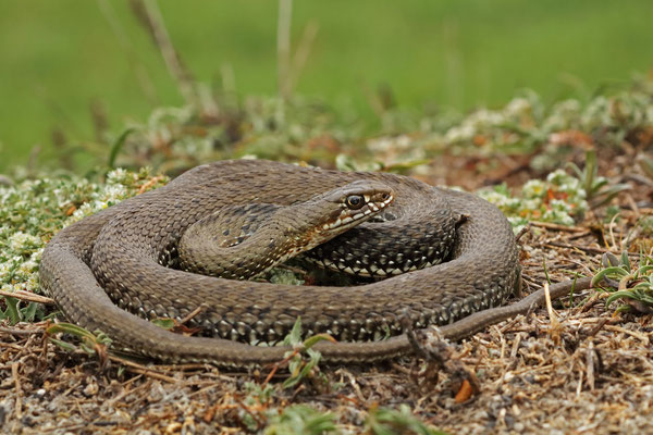 Western Montpellier Snake (Malpolon monspessulanus)