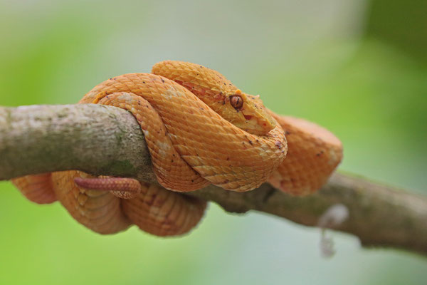 Oropel (Bothriechis nigroadspersus)