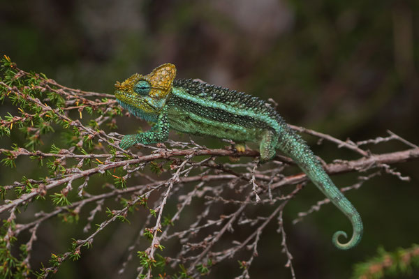 Absolutely stunning male High-casqued Chameleon (Trioceros hoehnelii)
