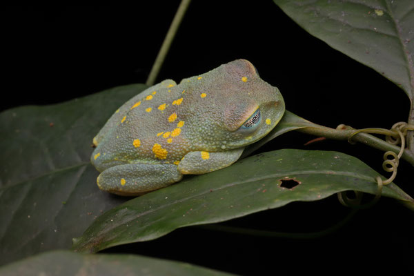 Uluguru Tree Frog (Leptopelis uluguruensis) with eyes closed.