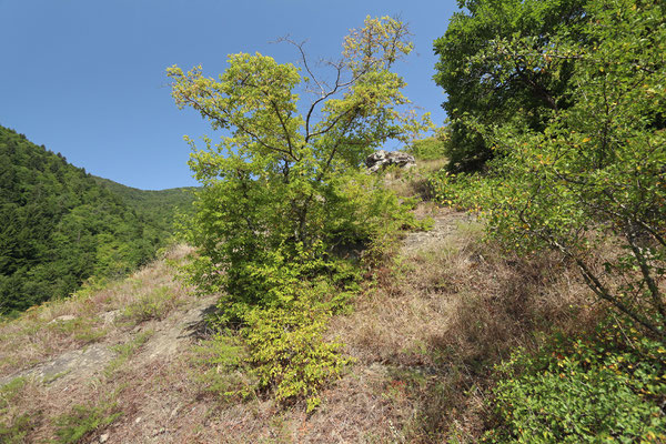 Transcaucasian Long-nosed Viper, Red-bellied Lizard and Levant Green Lizard habitat.