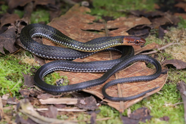 Red-headed Glasstail (Urotheca fulviceps) 