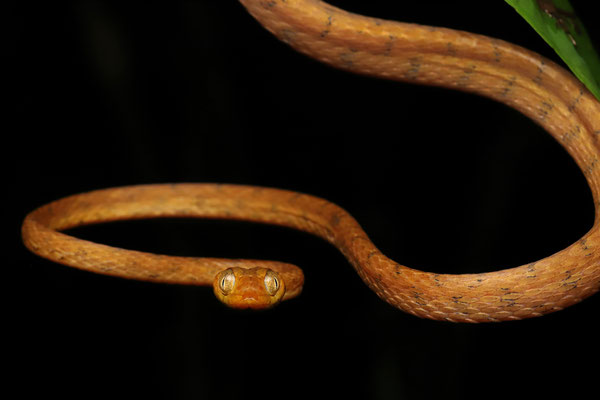 Yellow Blunt-headed Vine Snake (Imantodes inornatus)