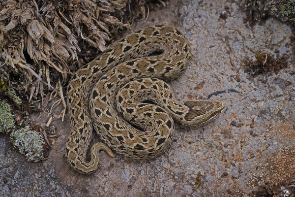 Kenya Montane Viper (Montatheris hindii)