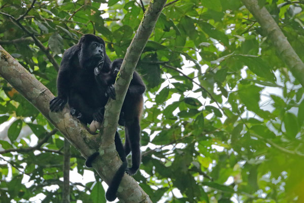 Mantled Howler Monkeys (Alouatta palliata)