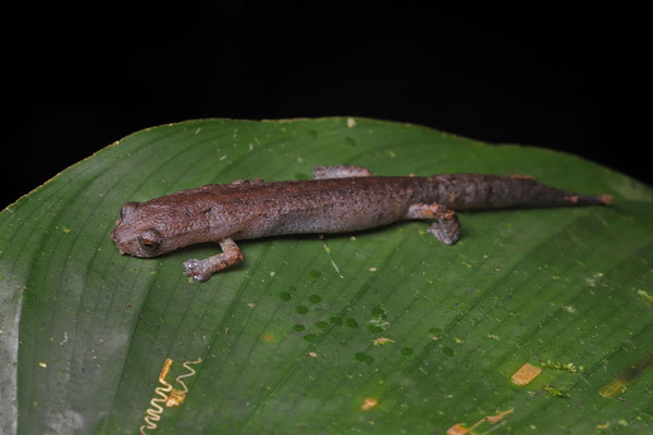 Xibalba Mushroomtongue Salamander (Bolitoglossa xibalba)