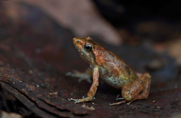 Grauer's Puddle Frog (Phrynobatrachus graueri)