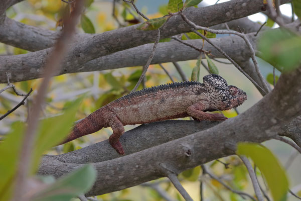 Oustalet's Chameleon (Furcifer oustaleti)