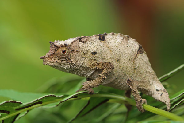 Mountains of the Moon Pygmy Chameleon (Rhampholeon monteslunae)