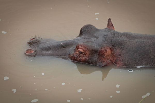 Hippo (Hippopotamus amphibius)