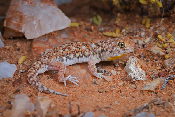 Nama Barking Gecko (Ptenopus kenkenses)