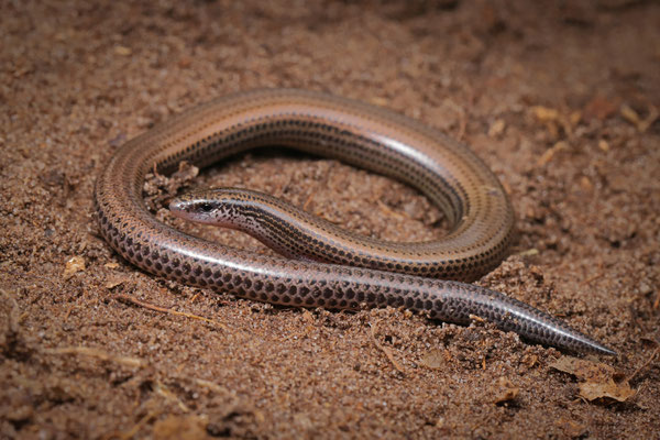 Durban Dwarf Burrowing Skink (Scelotes inornatus)