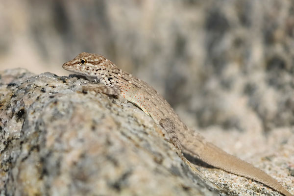Abd al Kuri Rock Gecko (Pristurus abdelkuri)