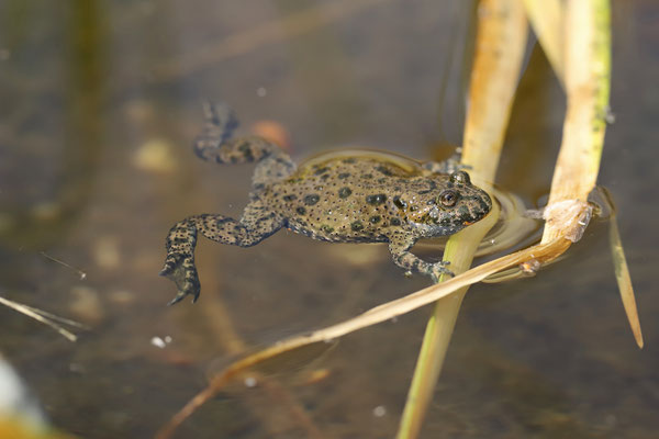 Fire-bellied Toad (Bombina bombina)