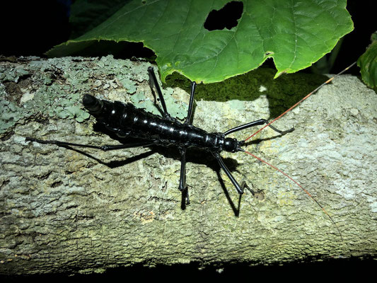 Adult Pseudophasmatidae