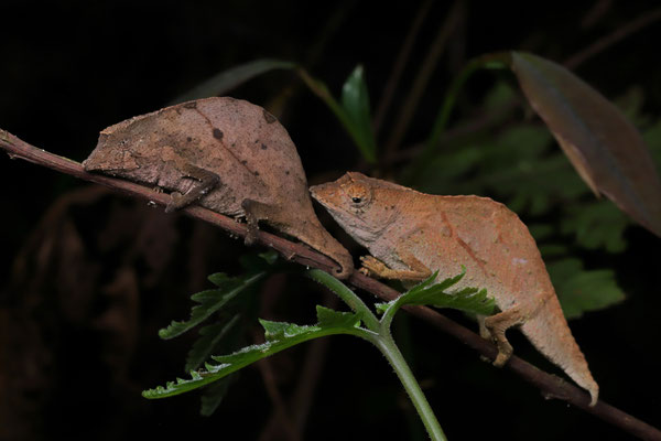 East Usambara Pygmy Chameleon (Rhampholeon temporalis)