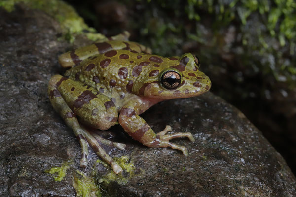 Eastern Ghost Frog (Heleophryne orientalis) 