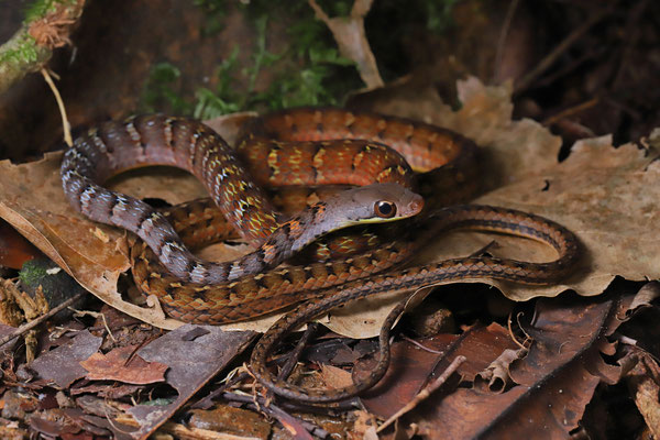 Keeled Forest Racer (Dendrophidion apharocybe) 