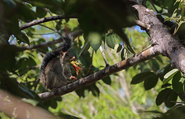 Yucatán Squirrel (Sciurus yucatanensis)