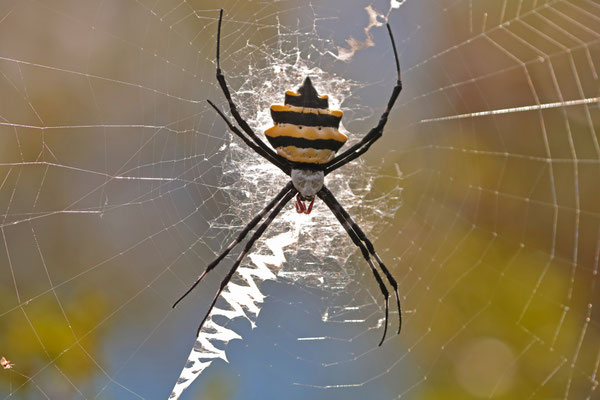 Malagasy Wasp Spider (Argiope coquereli)