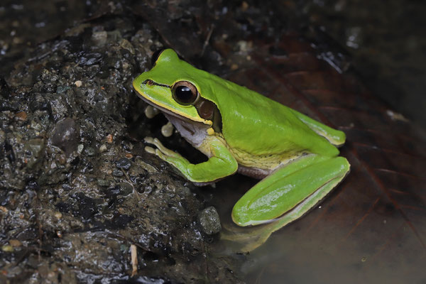 Masked Tree Frog (Smilisca phaeota)