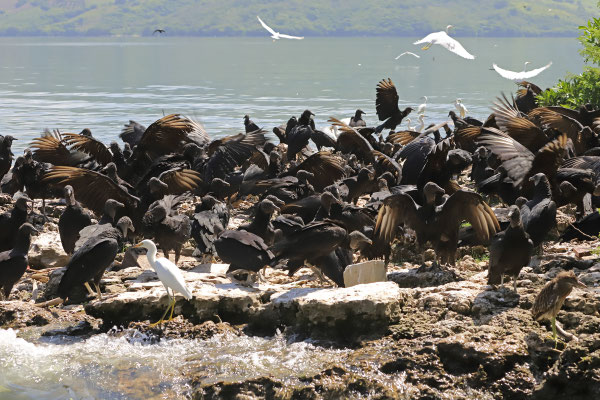 Black Vultures (Coragyps atratus)