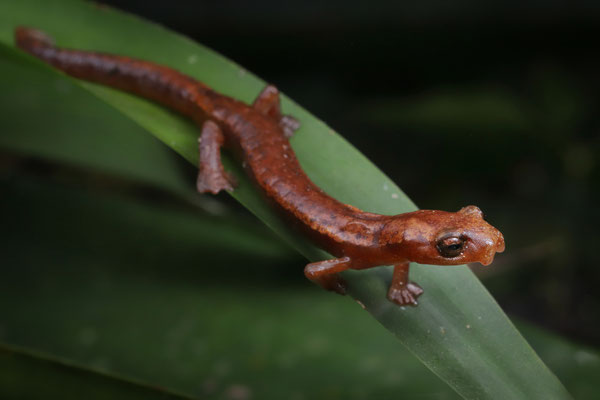 Northern Banana Salamander (Bolitoglossa rufescens)