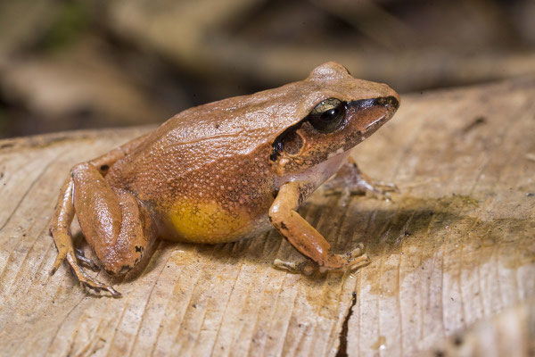 Polymorphic Robber Frog (Craugastor rhodopis) © Wouter Beukema