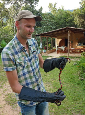 A decent size for a coral snake!