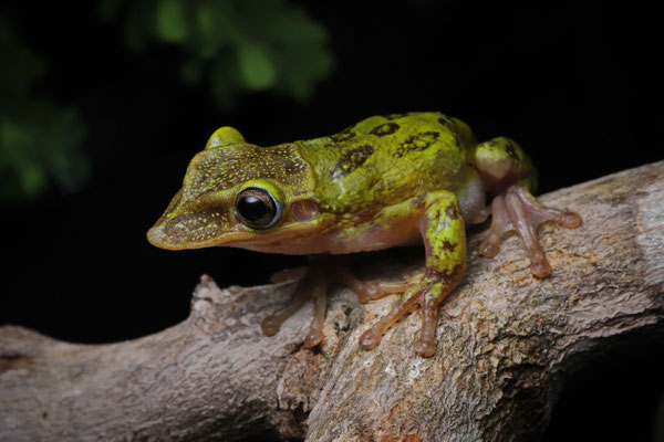 Much like their counterparts from the Pacific Coast, they use their strange heads to close of the entrance to any burrow or hole they hide in during the dry season.