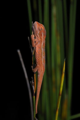 Elandsberg Dwarf Chameleon (Bradypodion taeniabronchum)