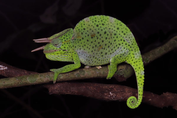 Huge male Usambara Three-horned Chameleon (Trioceros deremensis)
