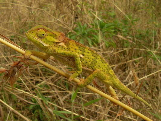Flap-necked Chameleon (Chamaeleo dilepis) 