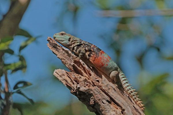These colourful lizards belong to the only endemic reptile genus in Yucatán.