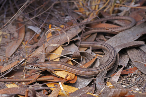 Cape Long-tailed Seps (Tetradactylus tetradactylus)