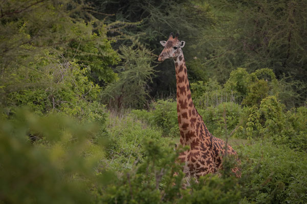 Masai Giraffe (Giraffa tippelskirchi)