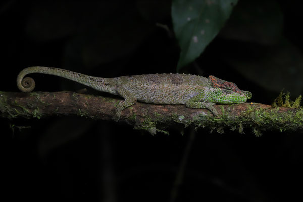 Deceptive Chameleon (Calumma fallax)