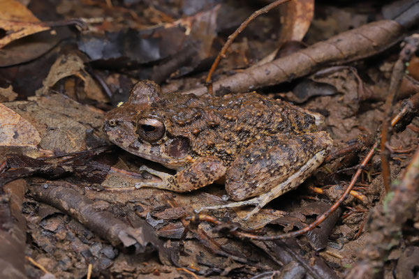 Lowland Rain Frog (Craugastor ranoides)
