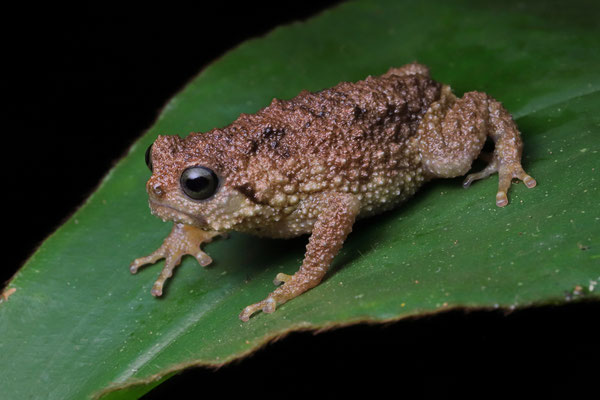 Warty Frog (Callulina cf. kreffti)