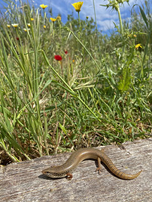 Ocellated Skink (Chalcides ocellatus) with aberrant pattern.