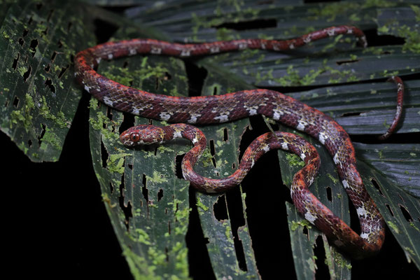Ringed Snail-eater (Sibon annulatus) 