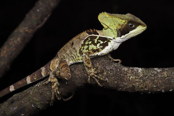 Hernandez's Helmeted Basilisk (Corytophanes hernandesii) adult