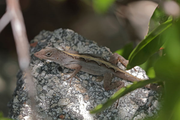 Brown Anole (Anolis sagrei)