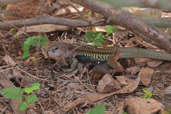 Shy, but very pretty Yucatán Racerunner (Aspidoscelis angusticeps)