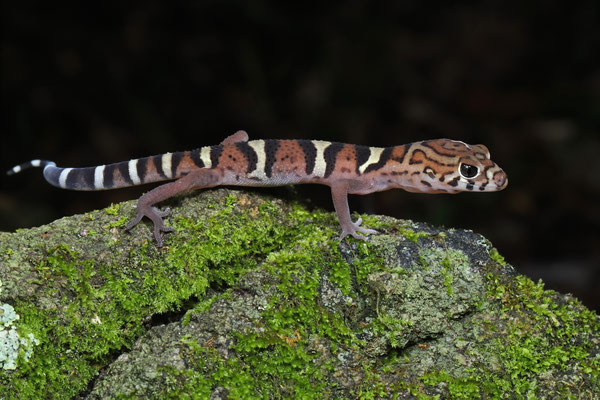 Yucatán Banded Gecko (Coleonyx elegans)