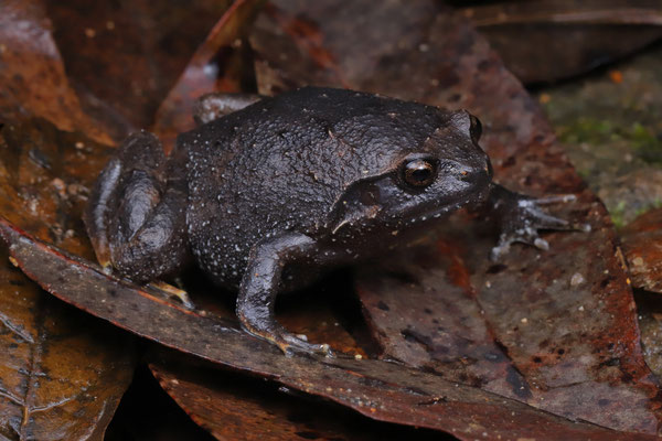 Eastern Digging Frog (Plethodontohyla alluaudi) 