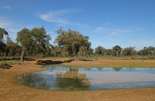 Habitat around Ben Slimane consists mostly of Cork Oak (Quercus suber) forests.