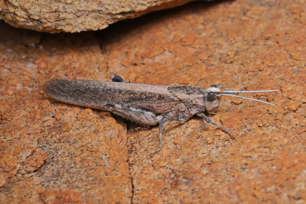 Pebble Locust (Puncticornia puncticornis)